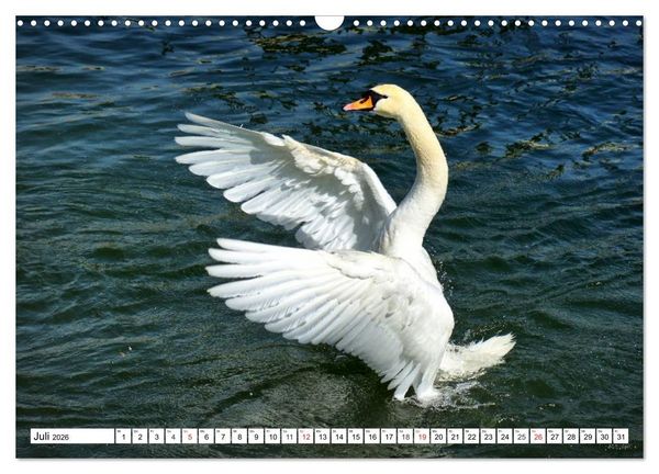 Produktbild: Elegante Schw&auml;ne (Wandkalender 2026 DIN A3 quer), CALVENDO Monatskalender