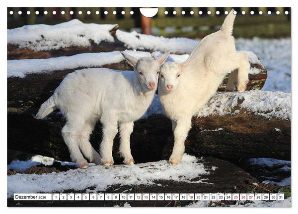 Produktbild: Ziegen - Die Stars aus dem Streichelzoo (Wandkalender 2026 DIN A4 quer), CALVENDO Monatskalender