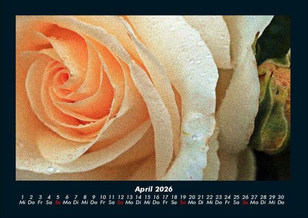 Produktbild: Rosen-Kalender 2026 Fotokalender DIN A4