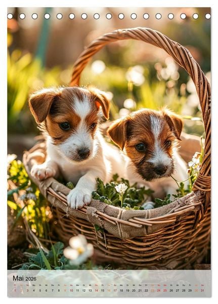 Produktbild: Jack Russel Terrier - furchtlos und viel Selbstvertrauen (Tischkalender 2026 DIN A5 hoch), CALVENDO Monatskalender