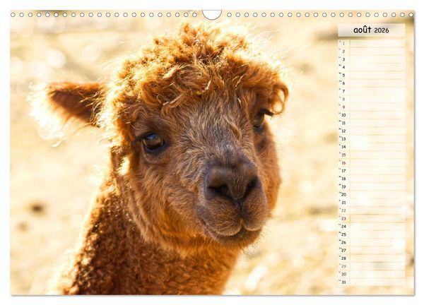 Produktbild: Alpagas, doudous aux coiffures sauvages (Calendrier mural 2026 DIN A3 vertical), CALVENDO calendrier mensuel