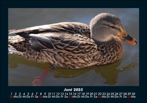 Produktbild: Enten 2025 Fotokalender DIN A5