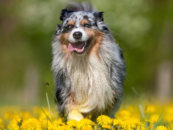 Produktbild: CALVENDO Puzzle Australian Shepherd im Fr&uuml;hling | 1000 Teile Lege-Gr&ouml;&szlig;e 64x48cm Foto-Puzzle f&uuml;r gl&uuml;ckliche Stunden