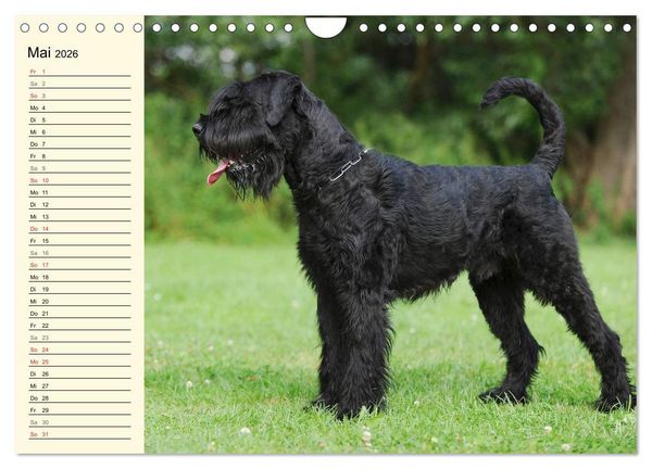 Produktbild: Treuer Freund Riesenschnauzer (Wandkalender 2026 DIN A4 quer), CALVENDO Monatskalender