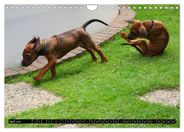 Produktbild: Rhodesian Ridgeback - Schnappsch&uuml;sse - (Wandkalender 2026 DIN A4 quer), CALVENDO Monatskalender