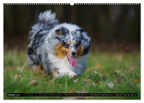 Produktbild: Traumhund Sheltie (hochwertiger Premium Wandkalender 2026 DIN A2 quer), Kunstdruck in Hochglanz