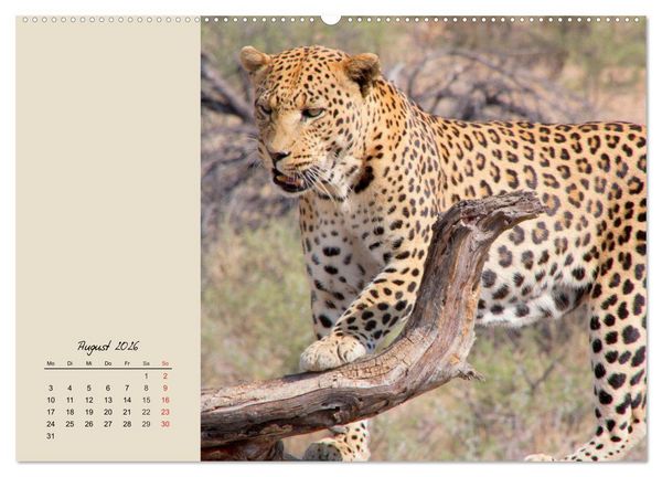 Produktbild: Leoparden. Geschmeidig, kr&auml;ftig und klug (Wandkalender 2026 DIN A2 quer), CALVENDO Monatskalender