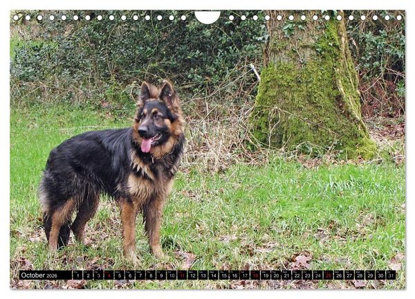 Produktbild: The German Shepherd Longcoat (Wall Calendar 2026 DIN A4 landscape), CALVENDO 12 Month Wall Calendar