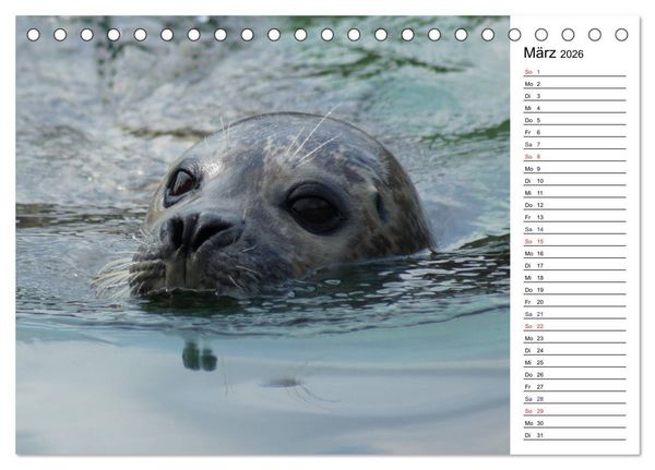 Produktbild: Faszinierende Tierportraits (Tischkalender 2026 DIN A5 quer), CALVENDO Monatskalender