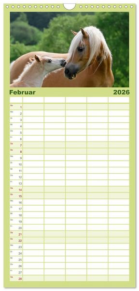 Produktbild: Familienplaner 2026 - Haflinger Fohlen mit 5 Spalten (Wandkalender, 21 x 45 cm) CALVENDO