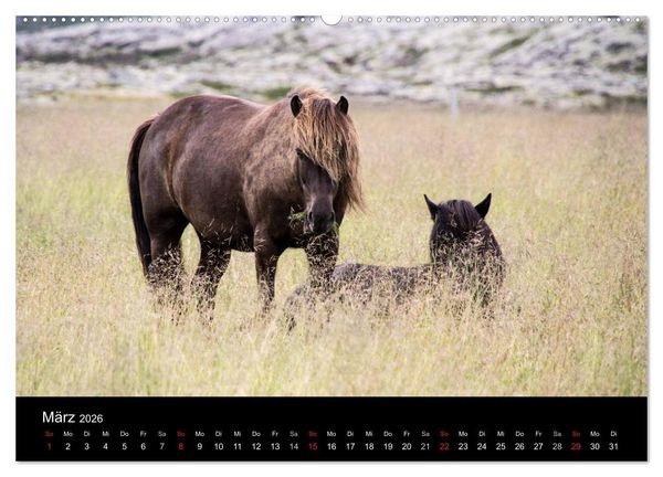 Produktbild: Islandpferde (Wandkalender 2026 DIN A2 quer), CALVENDO Monatskalender