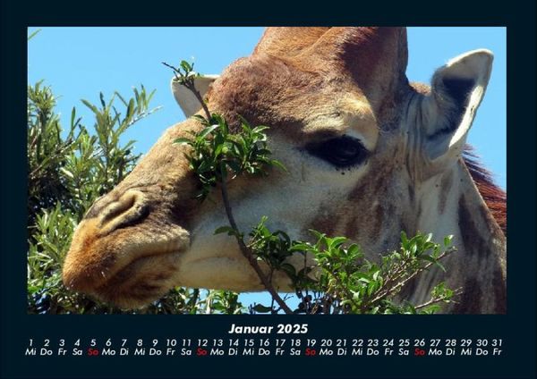 Produktbild: Giraffen 2025 Fotokalender DIN A4