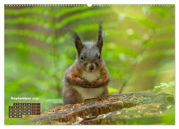 Produktbild: Das Eurasische Eichh&ouml;rnchen - Kunterbuntes Waldtreiben (hochwertiger Premium Wandkalender 2026 DIN A2 quer), Kunstdruck in Hochglanz