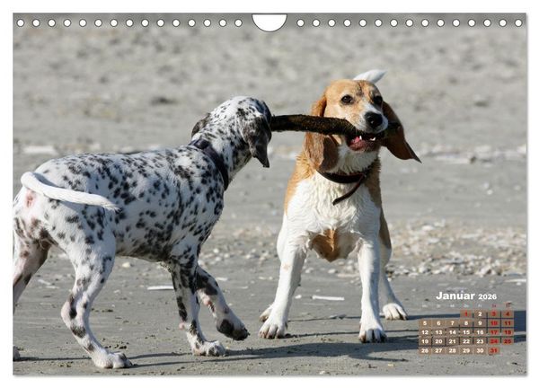 Produktbild: Ein Dalmatiner und ein Beagle - Auf der maritimen Jagd nach dem weltbesten Stock (Wandkalender 2026 DIN A4 quer), CALVENDO Monatskalender