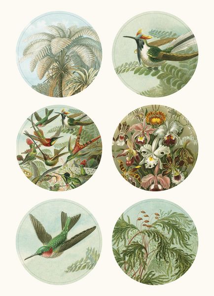 Produktbild: Art Forms in Nature