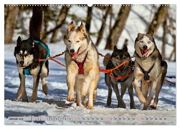 Produktbild: Huskies - Schlittenhunde (Wandkalender 2026 DIN A2 quer), CALVENDO Monatskalender