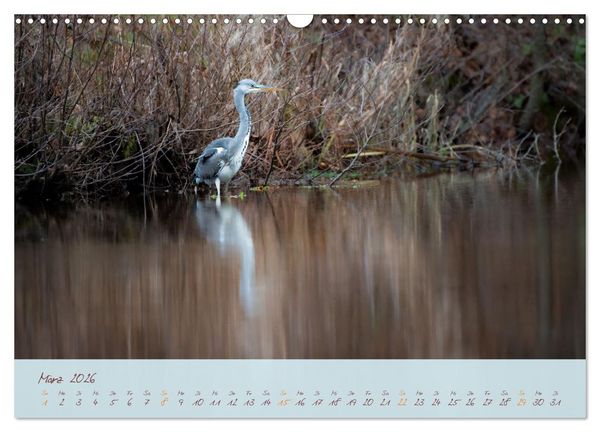 Produktbild: Sch&ouml;nheiten des Waldes (Wandkalender 2026 DIN A3 quer), CALVENDO Monatskalender
