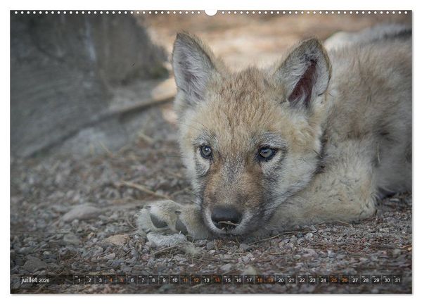 Produktbild: Les p'tits loups gris (Calendrier mural 2026 DIN A2 vertical) calendrier de bureau