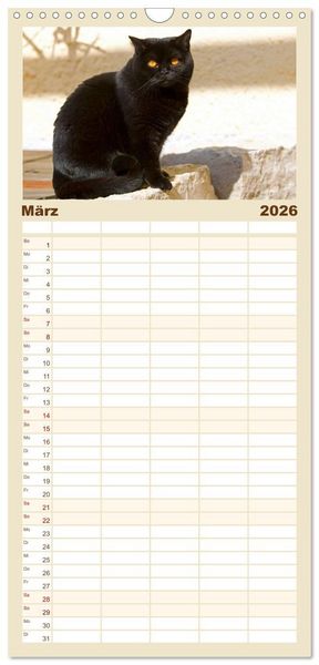 Produktbild: Familienplaner 2026 - B&auml;rige Schmusetiger - Britisch Kurzhaar Katzen mit 5 Spalten (Wandkalender, 21 x 45 cm) CALVENDO