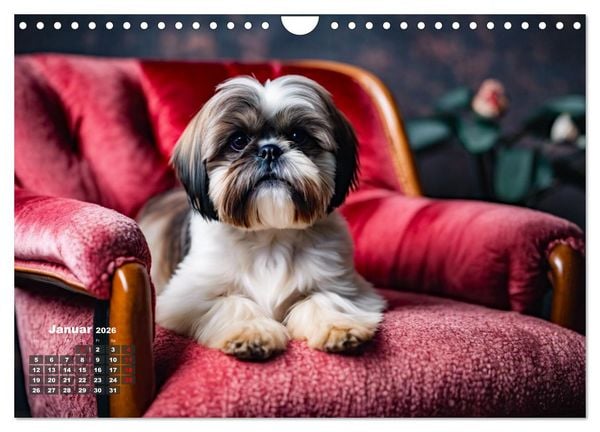 Produktbild: Shih Tzu - der wuschelige Hund aus Tibet (Wandkalender 2026 DIN A4 quer), CALVENDO Monatskalender