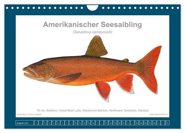 Produktbild: Fisch als Kunst 2026: Amerikanische Saiblinge (Wandkalender 2026 DIN A4 quer), CALVENDO Monatskalender