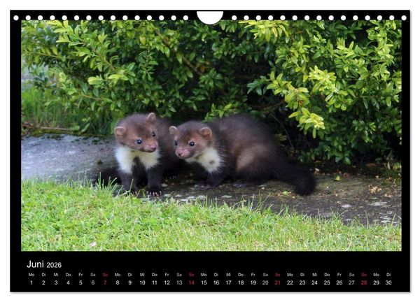 Produktbild: Marderkinder (Wandkalender 2026 DIN A4 quer), CALVENDO Monatskalender