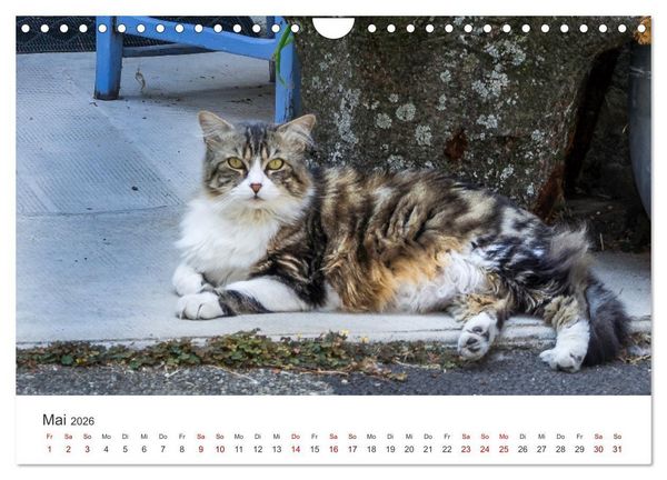 Produktbild: Impressionen der Provence (Wandkalender 2026 DIN A4 quer), CALVENDO Monatskalender