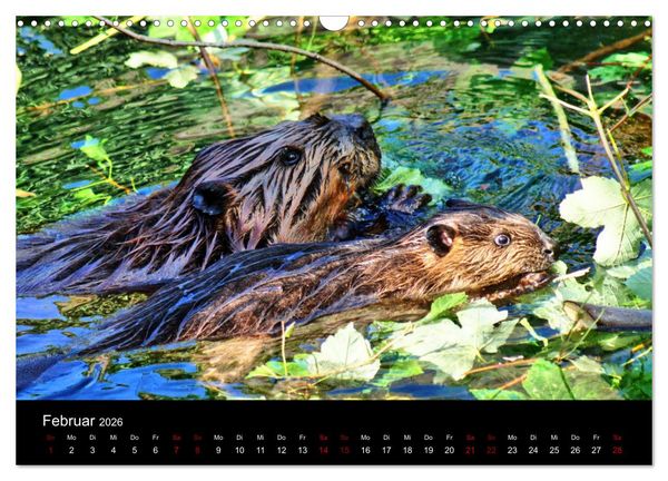 Produktbild: Das Leben der Biber (Wandkalender 2026 DIN A3 quer), CALVENDO Monatskalender