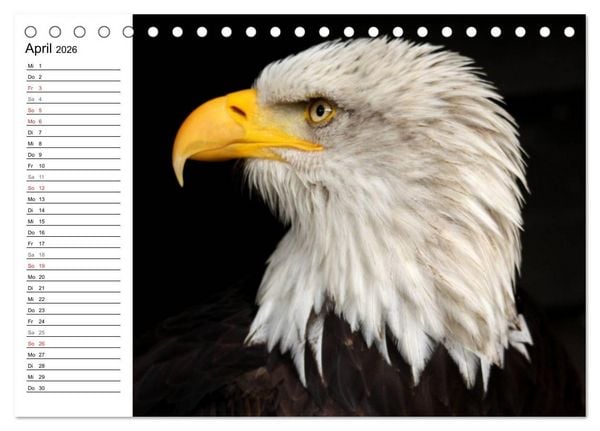 Produktbild: Der Wei&szlig;kopfseeadler (Tischkalender 2026 DIN A5 quer), CALVENDO Monatskalender
