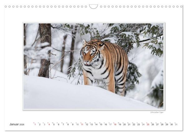 Produktbild: Emotionale Momente: Gro&szlig;e Raubkatzen der Welt. (Wandkalender 2026 DIN A3 quer), CALVENDO Monatskalender