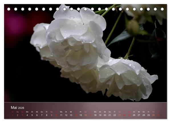 Produktbild: Zarte Sch&ouml;nheiten - Rosen (Tischkalender 2026 DIN A5 quer), CALVENDO Monatskalender