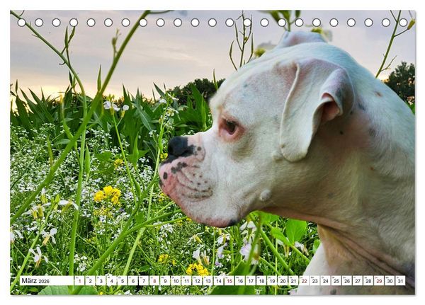 Produktbild: Muskelprotz Boxer (Tischkalender 2026 DIN A5 quer), CALVENDO Monatskalender