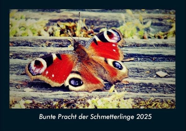 Produktbild: Bunte Pracht der Schmetterlinge 2025 Fotokalender DIN A4