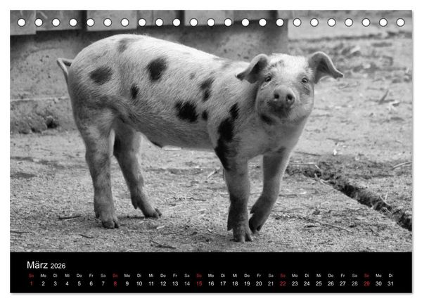Produktbild: Das Leben der Schweine (Tischkalender 2026 DIN A5 quer), CALVENDO Monatskalender