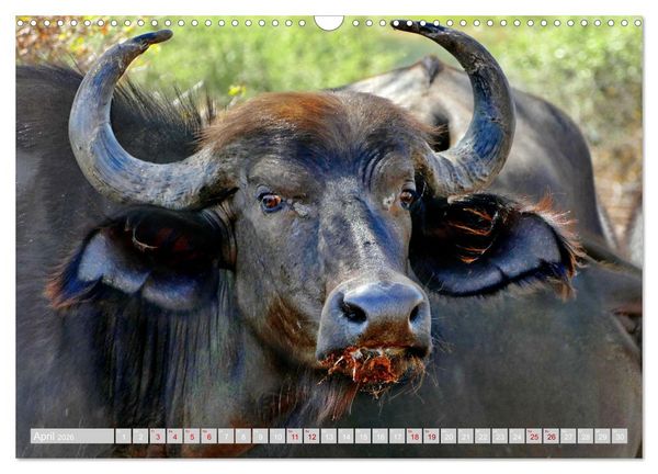 Produktbild: Namibia &ndash; Die Tierwelt vom Caprivi bis Etosha (Wandkalender 2026 DIN A3 quer), CALVENDO Monatskalender