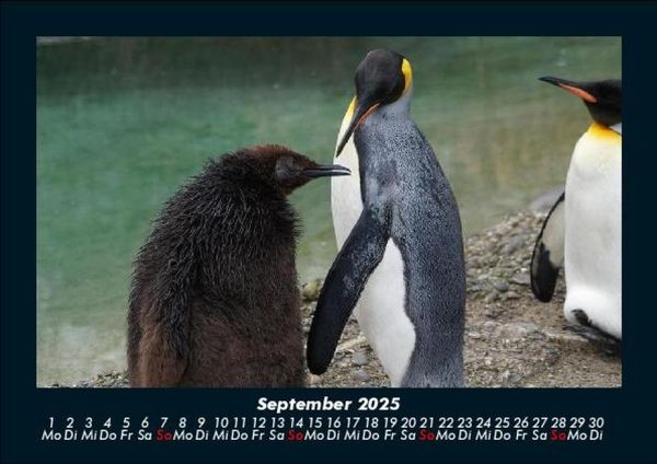 Produktbild: Pinguine & Eisb&auml;ren 2025 Fotokalender DIN A5