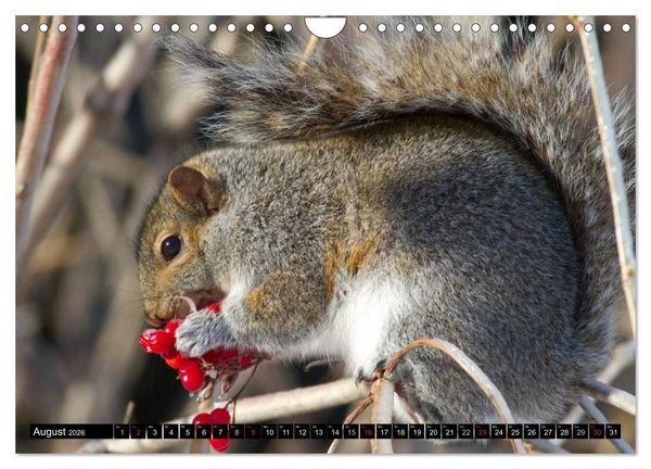 Produktbild: EICHH&Ouml;RNCHEN (Wandkalender 2026 DIN A4 quer), CALVENDO Monatskalender
