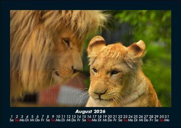 Produktbild: Tiere in der Wildnis 2026 Fotokalender DIN A5