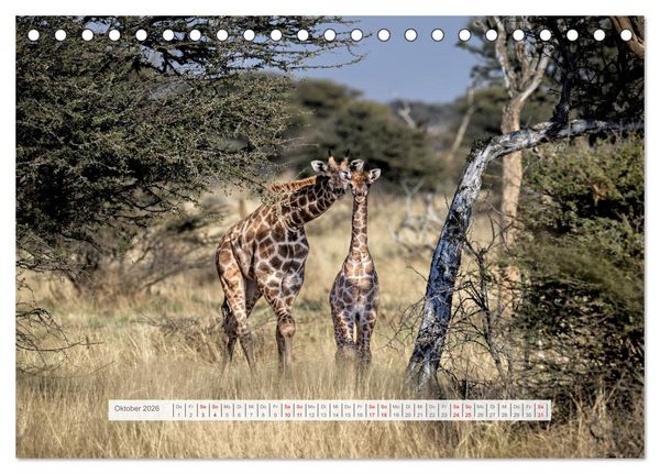Produktbild: Namibia &ndash; Farben des Lebens (Tischkalender 2026 DIN A5 quer), CALVENDO Monatskalender