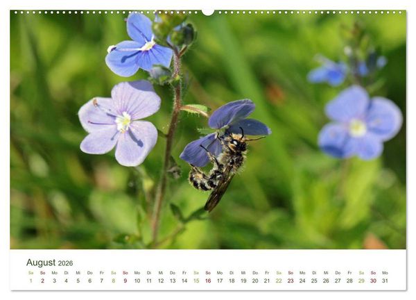 Produktbild: Wildbienen im Garten (Wandkalender 2026 DIN A2 quer), CALVENDO Monatskalender