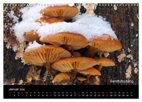 Produktbild: Pilzkalender (Wandkalender 2026 DIN A3 quer), CALVENDO Monatskalender