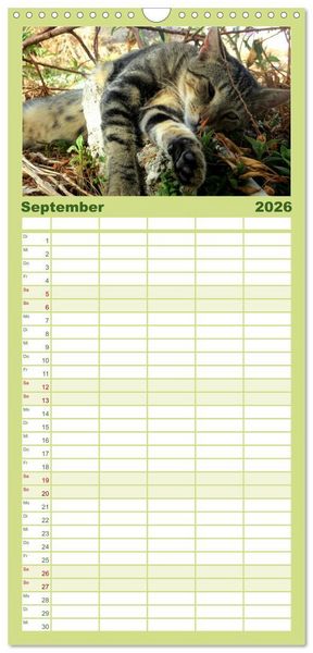 Produktbild: Familienplaner 2026 - SAMTPFOTEN "fellnah" mit 5 Spalten (Wandkalender, 21 x 45 cm) CALVENDO
