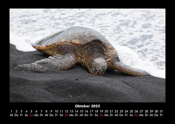 Produktbild: Schildkr&ouml;tenzauber 2025 Fotokalender DIN A3
