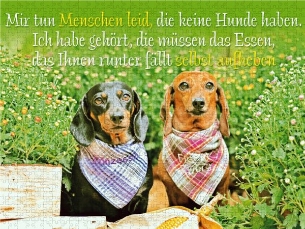 Produktbild: CALVENDO Puzzle Zwei Kurzhaar-Dackel mit karierten Halst&uuml;chern sitzen nebeneinander im Garten | 2000 Teile Lege-Gr&ouml;&szlig;e 90x67cm Foto-Puzzle f&uuml;r gl&uuml;cklic