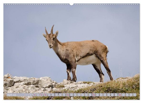 Produktbild: Steinwild am Pilatus (hochwertiger Premium Wandkalender 2026 DIN A2 quer), Kunstdruck in Hochglanz