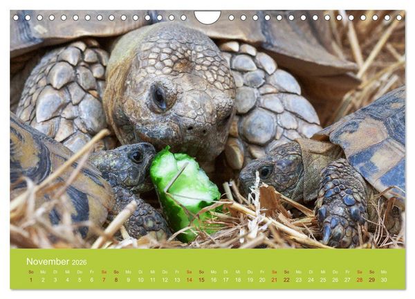 Produktbild: Meine Schildkr&ouml;ten (Wandkalender 2026 DIN A4 quer), CALVENDO Monatskalender