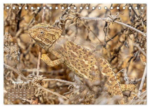 Produktbild: Cham&auml;leon: Die farbenfrohe Welt der Reptilien (Tischkalender 2027 DIN A5 quer), CALVENDO Monatskalender