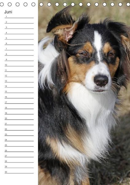 Produktbild: Der Aussie - Geburtstagskalender (Tischkalender immerw&auml;hrend DIN A5 hoch)
