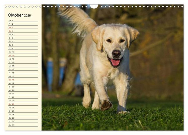 Produktbild: Das Gl&uuml;ck hat einen Namen - Golden Retriever (Wandkalender 2026 DIN A3 quer), CALVENDO Monatskalender