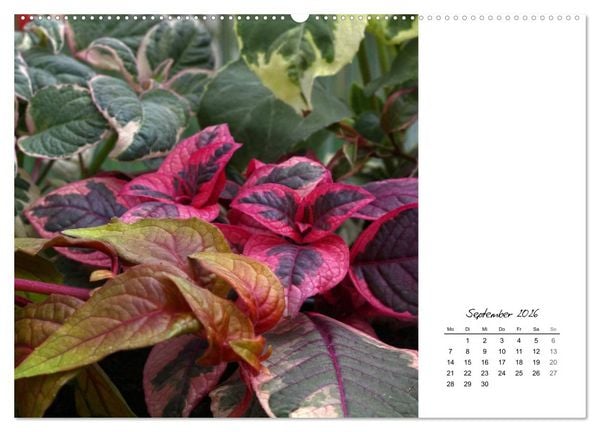 Produktbild: Blattkunst (hochwertiger Premium Wandkalender 2026 DIN A2 quer), Kunstdruck in Hochglanz